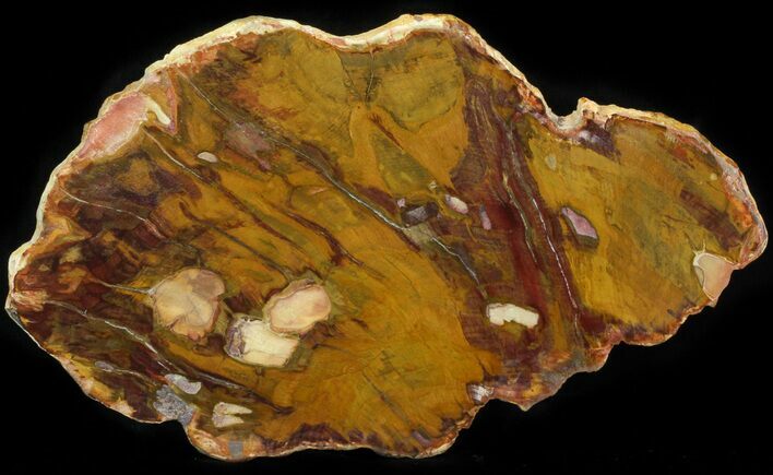 Polished, Jurassic Petrified Wood (Conifer) - Australia #41916
